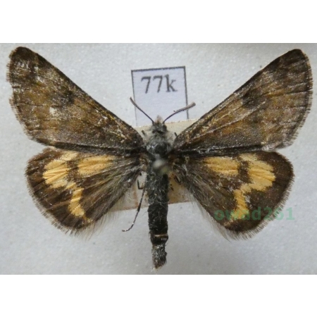 Boudinotiana puella (Esper, 1787) Czech77k